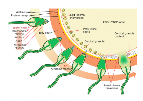 medecine-40817_960_720.png